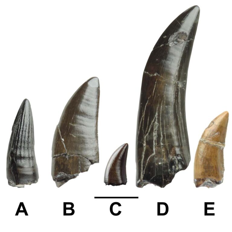 england dino teeth