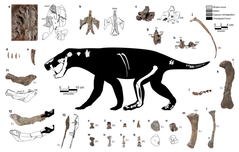 gorgonopsian bone chart