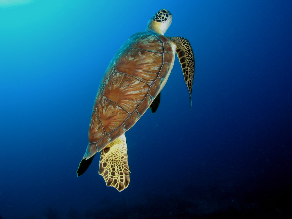 green turtle surfacing