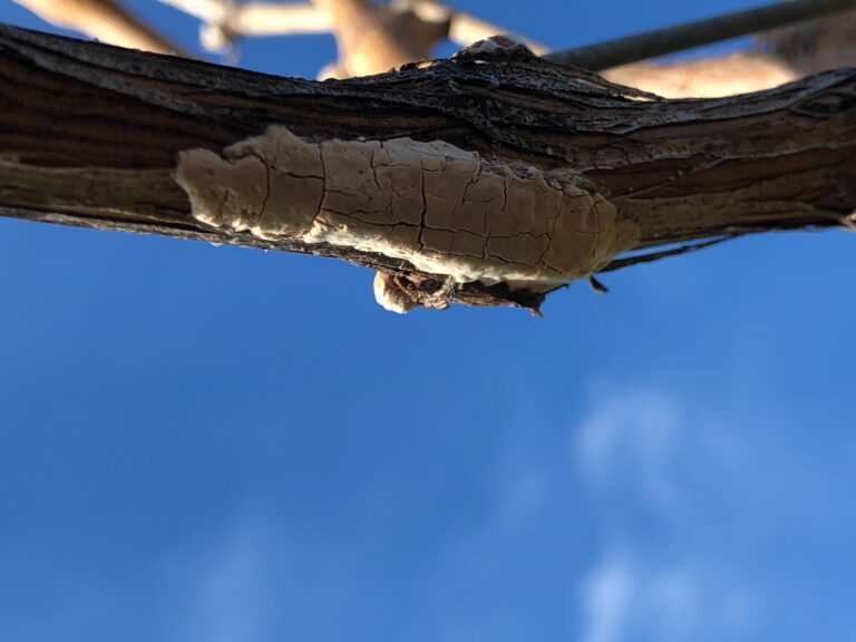 lanternfly eggs