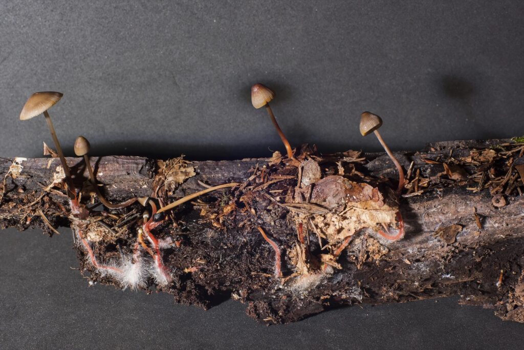 mushroom growing on wood