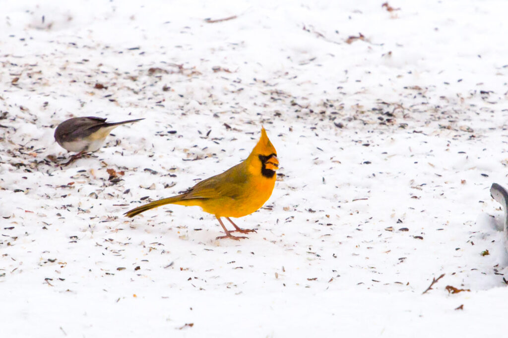 yellow cardinal in snow