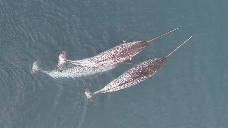 narwhal drone footage